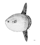 Mola Ramsaiy (Fishbase.org)