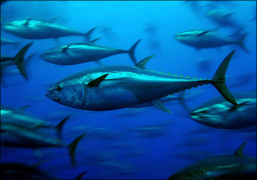 356735200_bluefin-tuna_gp.jpg